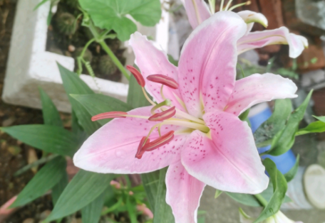 百合花为什么会不开花?球根保证质量好且较大的