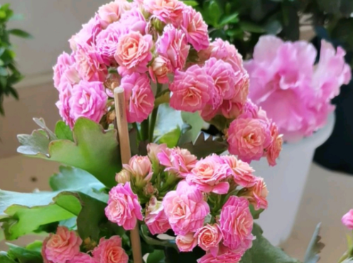 长寿花掉叶不开花，5个方面来解决