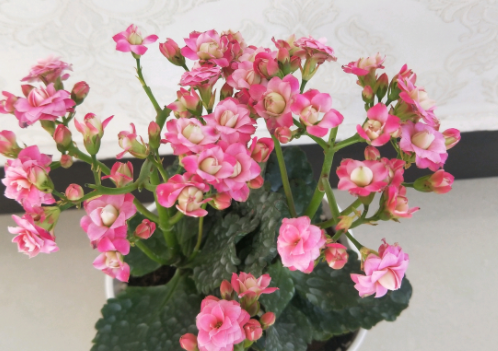 长寿花掉叶不开花，5个方面来解决