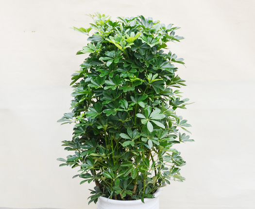 吸甲醛的植物